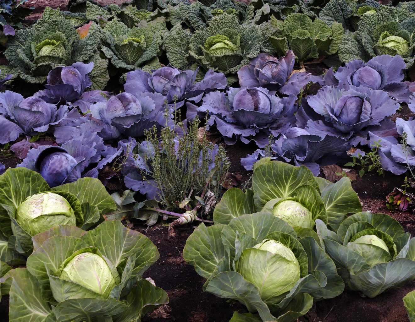 Comment Entretenir Votre Potager En Hiver