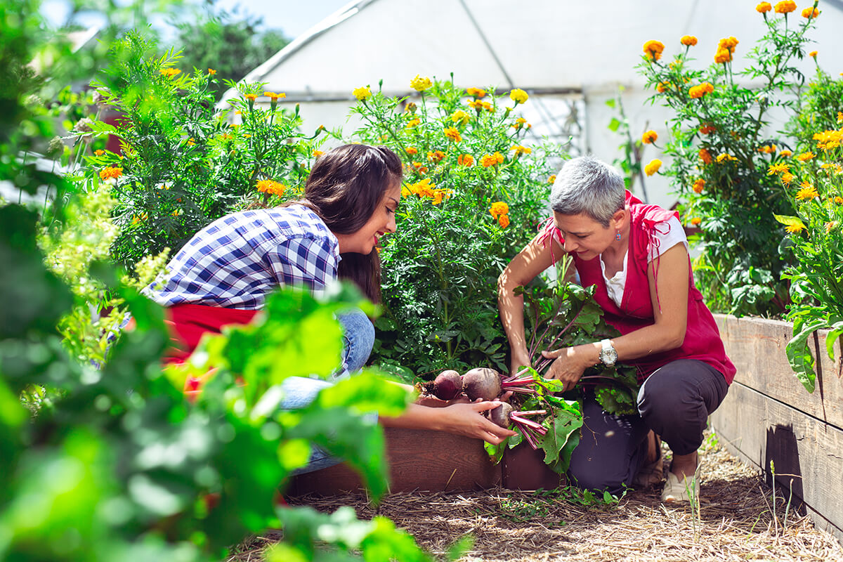 Pourquoi créer un potager est à la fois utile et tendance ?